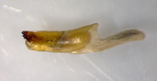 Réf. 269 986 : Polymixis argillaceago